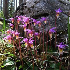 Calypso Orchids