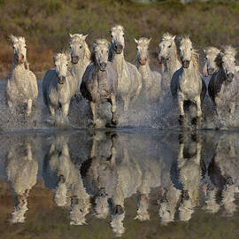 Camargue Horses Running Thru Marsh by Adam Jones