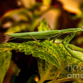 Camouflage Special by Robert Bales