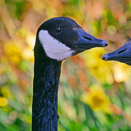 Canada Geese and Daffodils