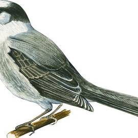 Canada jay by Anonymous