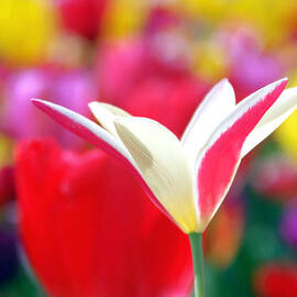 Candlestick Tulip in a sea of tulips by Debra Orlean