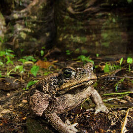 Cane Toad (rhinella Marina by Pete Oxford