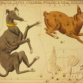 Canis Major And Lepus Constellations by Science Source