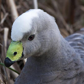 Cape Barren Goose by Steven Ralser
