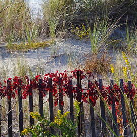 Cape Charles Autumn