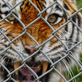 Captivity Capture 