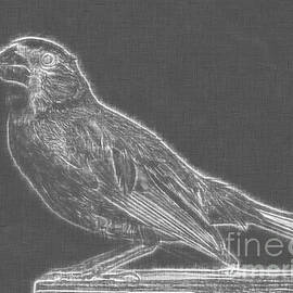 Cardinal bird Glowing Charcoal Sketch by Celestial Images