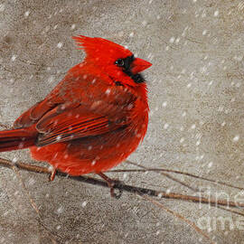 Cardinal in Snow