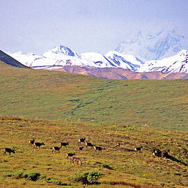 Caribou Migrating In The Alaska Range by Stephen Gorman