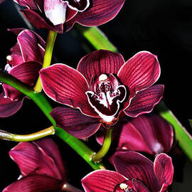 Cascading Red Orchids by Kaye Menner