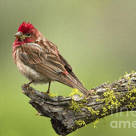 Cassin's Finch by Sharon Ely