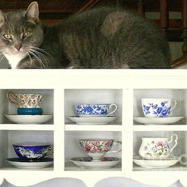 Cat and Teacups