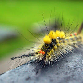 Caterpillar 1 by The Ecotone