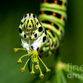 Caterpillar of the Old World Swallowtail by Torbjorn Swenelius