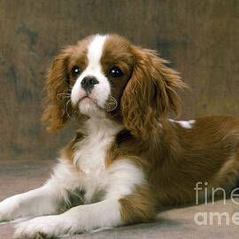 Cavalier King Charles Spaniel Dog Lying by John Daniels
