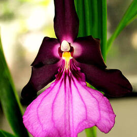 Centerpiece Purple Orchid 010