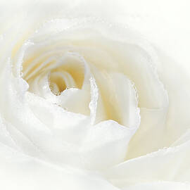 Champagne White Rose Flower 