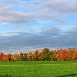 Changing Fall Trees In Hedgerow And by Matt Champlin