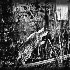 Chasing Shadows by Sue Capuano