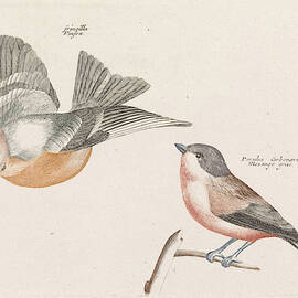 Check And Gray Flank Tit, Anonymous, Johan Teyler by Johan Teyler