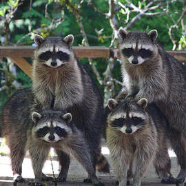 Cheerleading Raccoons