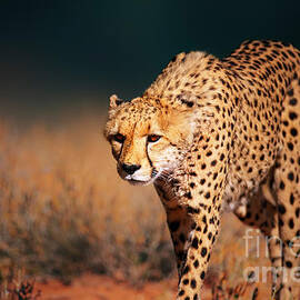 Cheetah approaching from the front by Johan Swanepoel