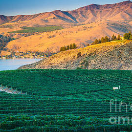 Chelan Vineyard Sunset by Inge Johnsson