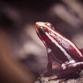 Cherry Frog by Paul Slebodnick