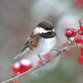 Chickadee with Red Berries in Falling Snow