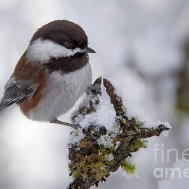 Chickadee Xmas