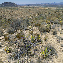 Chihuahuan Desert, Texas