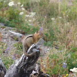 Chipmunk Near Mount St. Helens  2005