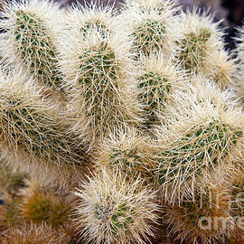 Cholla Needles