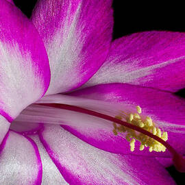 Christmas Cactus by Ron Pate