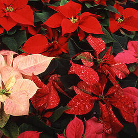 christmas poinsettia II