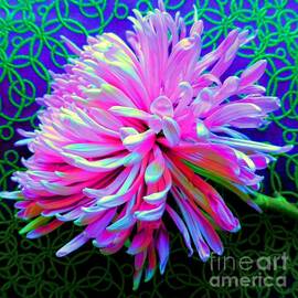 Chrysanthemum de Colores by Barbie Corbett-Newmin