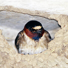 Cliff Swallow In Its Nest by Paul J. Fusco
