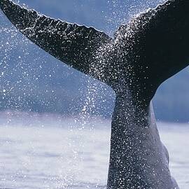 Close Up Of A Humpback Whale Fluke In by Tom Soucek