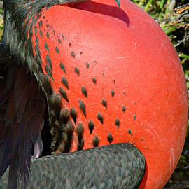Close-up Of A Magnificent Frigatebird by Panoramic Images