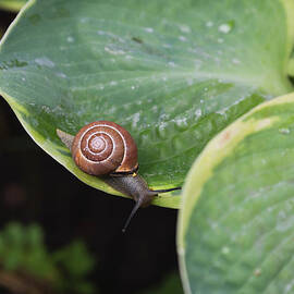 Close Up Of A Snail And Its Shell On A by Michael Interisano / Design Pics