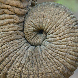 Close-up Of An African Elephants Trunk by Panoramic Images