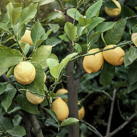 Close Up Of Lemon Tree In Chieti by Walter Zerla