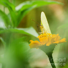 Cloudless Giant Sulphur 