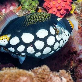 Clown Triggerfish by Science Photo Library