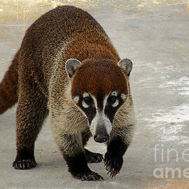 Coatimundi 2  by Teresa Zieba