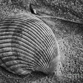Cockle Shell at Botany Bay