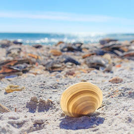 Cockle Shell Summer at Sanibel