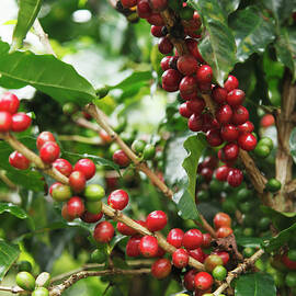 Coffee Cherries Prior To Harvest by Paul Taylor