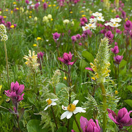 Colorado Alpine Wildflowers by Cascade Colors